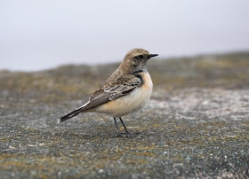 Pied Wheatear - Meols, Wirral