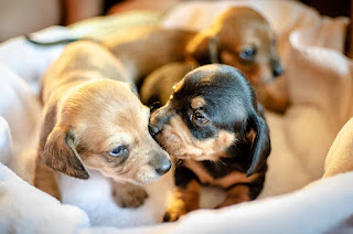 new-baby-dog-puppies