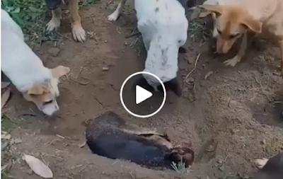 Ένα σκυλάκι πέθανε: Αυτό που κάνουν τα υπόλοιπα προκαλεί μεγάλη συγκίνηση