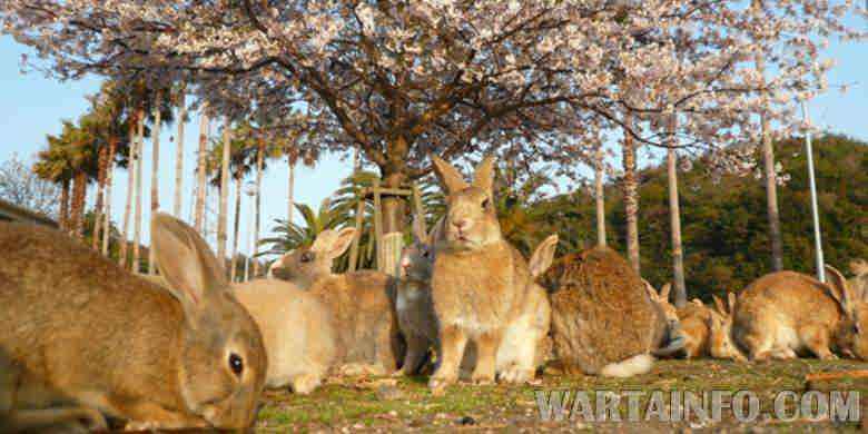 Pulau Okunoshima