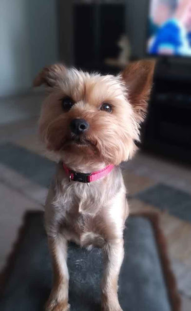 Yorkshire Terrier male