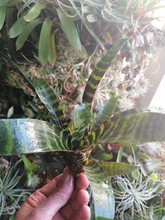 Vriesea splendens