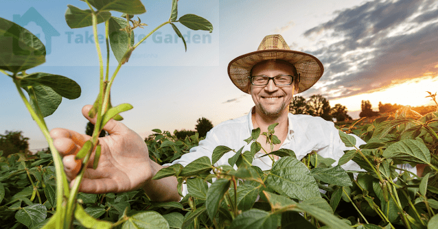 Soja-Xtend-Inovação-na-Agricultura-e-Nutrição