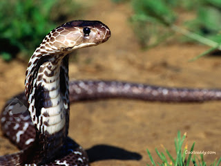 king cobra snake animal wallpaper species
