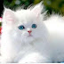  سلالات القطط Cat Breeds