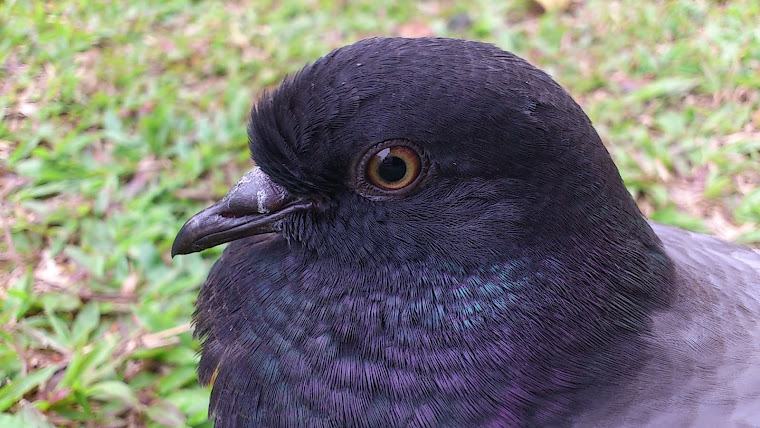 Eye Of A Pidegon