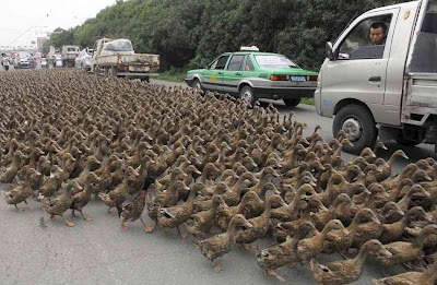 5.000 patos dividem o transito em seu caminho para uma lagoa