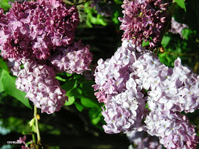 lilac flowers