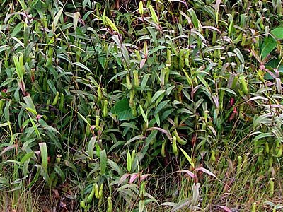 Pitcher plants