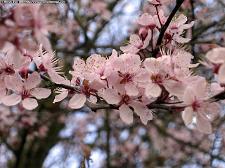 Cherry_Blossom_Wallpaper