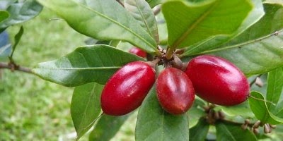 Ammar Zahraa Nursery : Khasiat Pokok Ajaib/ Buah Ajaib 