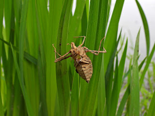 Dragonfly exuvia at Taozi Lake