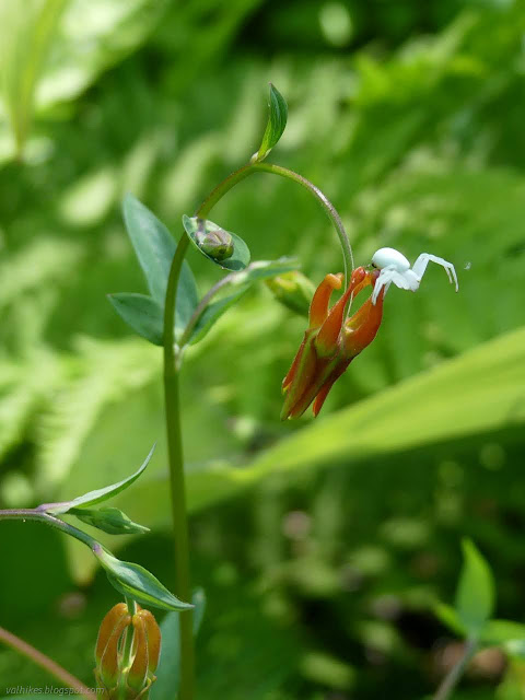 009: spider on the rear of a flower