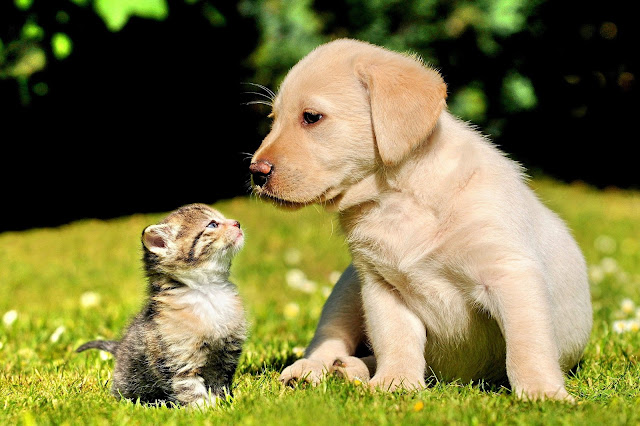 Puppy and Kitten Friendship