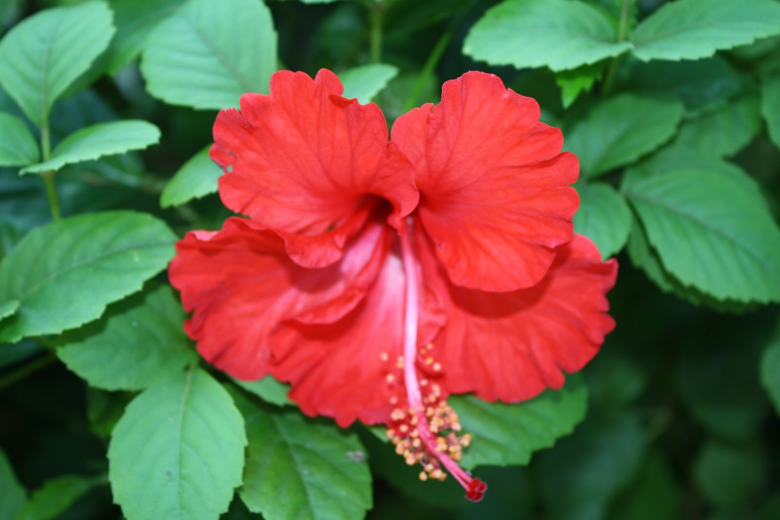 GAMBAR DAN NAMA LATIN TANAMAN HIAS HORTIKULTURA - Budidaya 