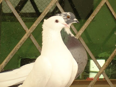 English Fantail Pigeon