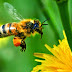 هل تعلم أن انقراض النحل يتبعه انقراض البشر؟