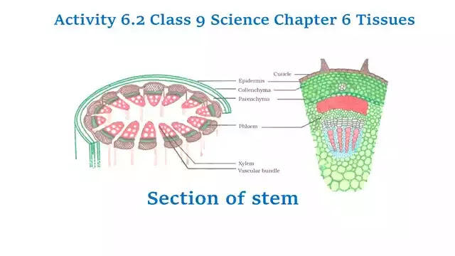 NCERT Class 9 Science Chapter 6 Tissues Activity Activity  Class 9  Science Tissues - REMEDIAL CLASSES