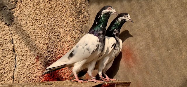 ch sakhi bhatti pigeons