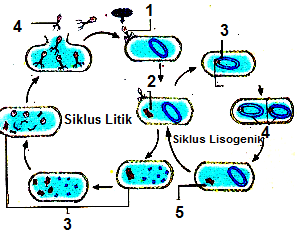 Reproduksi Virus