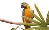 Wallpapers de pericos, loros y cotorros (7 aves de colores)