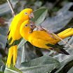 Top 10 photos of the Most Beautiful Birds in the world