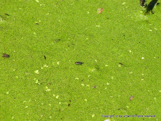 Fly, Pond Surface