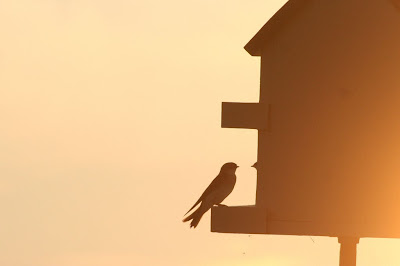 tree swallows