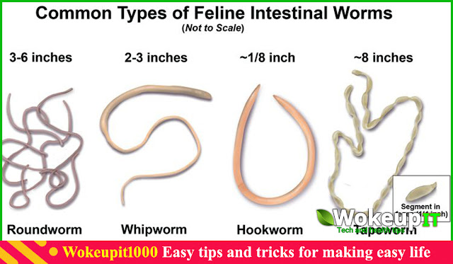 Why are worms?, Symptoms of adult worms, What to do if you have worms, Can be done if children have excess worms, What happens when you have stomach worms?, Which worm medicine is better?, Can be done if there is a worm in the throat, Home remedies to get rid of worms in children, Ways to get rid of powder worms,