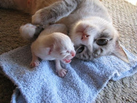 Funny cat pictures part 14, cat and newborn kitten