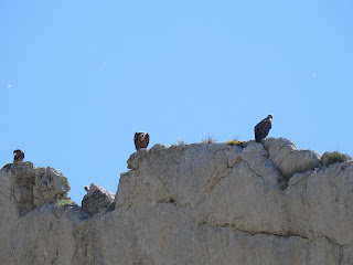 Buitres en Aliaga