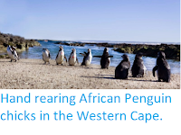 http://sciencythoughts.blogspot.co.uk/2014/11/hand-rearing-african-penguin-chicks-in.html