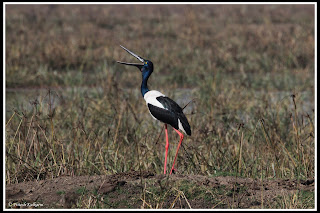 Black Necked Crane - Female