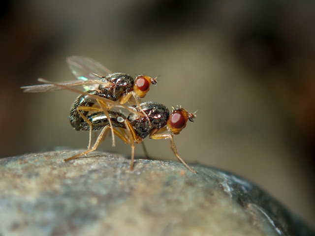 Chamaepsila sp