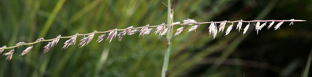 Sideoats grama (Bouteloua curtipendula)