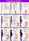 Are You Interested to Know Pregnancy Stages? Pregnancy Transformation Week-by-Week | Pregnancy Stages