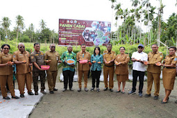 Ridwan Rumasukun Panen Cabai di Kampung Ifale