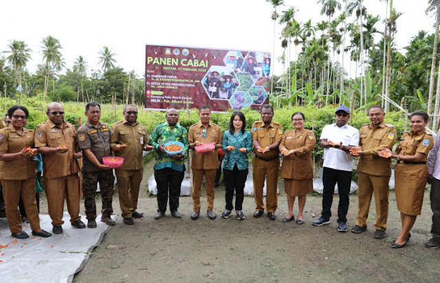 Ridwan Rumasukun Panen Cabai di Kampung Ifale