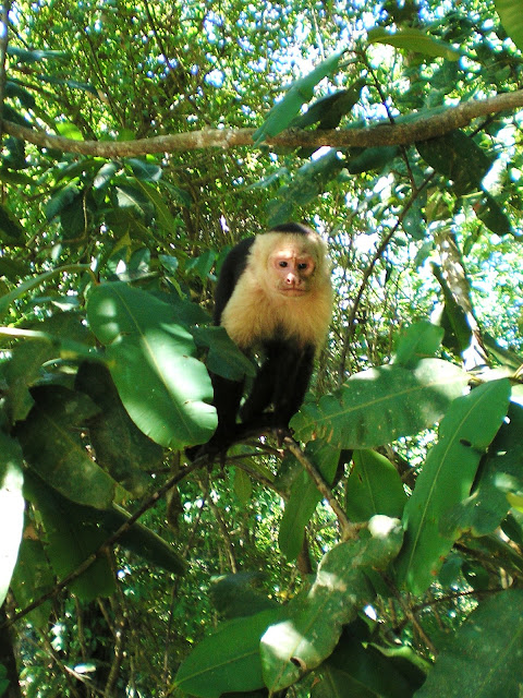 Capuchin monkeys in Manuel Antonio 