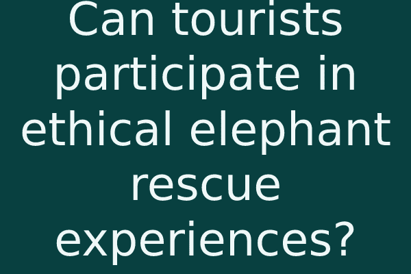 Can tourists participate in ethical elephant rescue experiences?