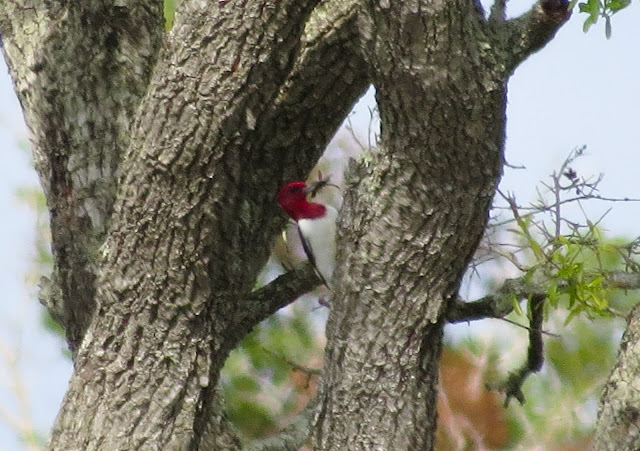 Red-headed Woodpecker - Three Lakes WMA, Florida