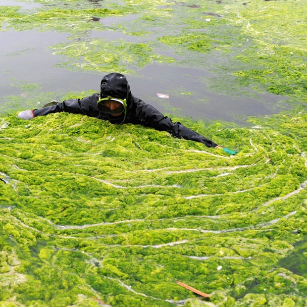 chinese-algae15