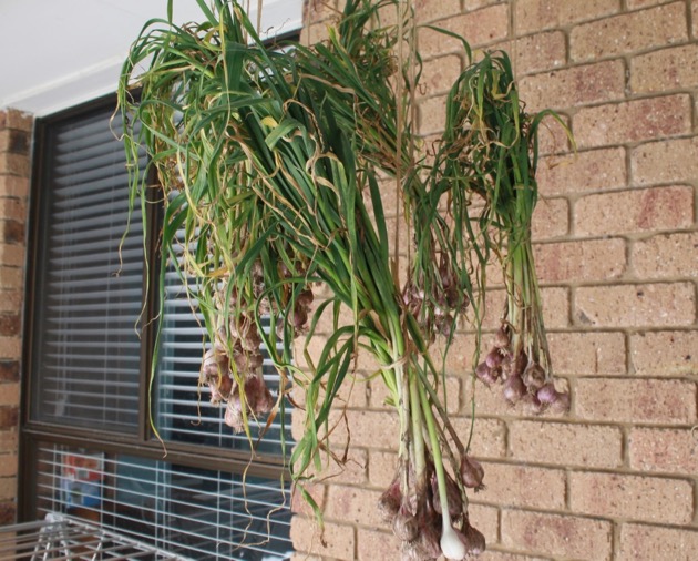 Our garlic harvest