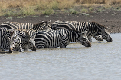 Safari Trips in Kenya