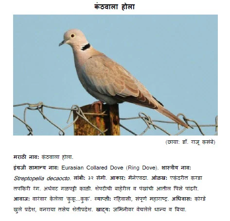 ring dove kanthavala hola bird information in marathi