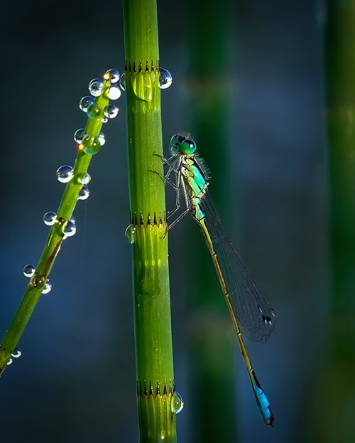 super macro photography