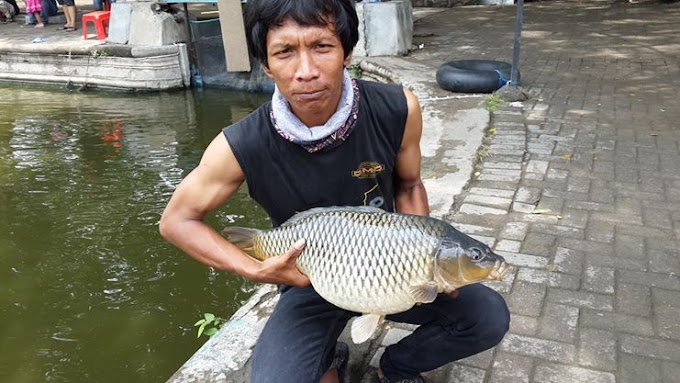 Umpan Ikan Mas Tanpa Essen Namun Paling Jitu dan Terbaik