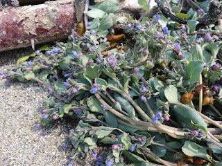 Mertensie maritime - Mertensia maritima 