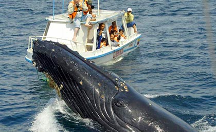 Medio Ambiente introduce nuevas normas para observar ballenas jorobadas