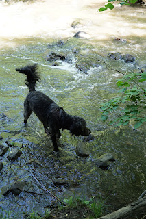 Don River is shallow in places